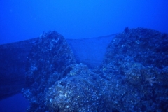 imm38_big